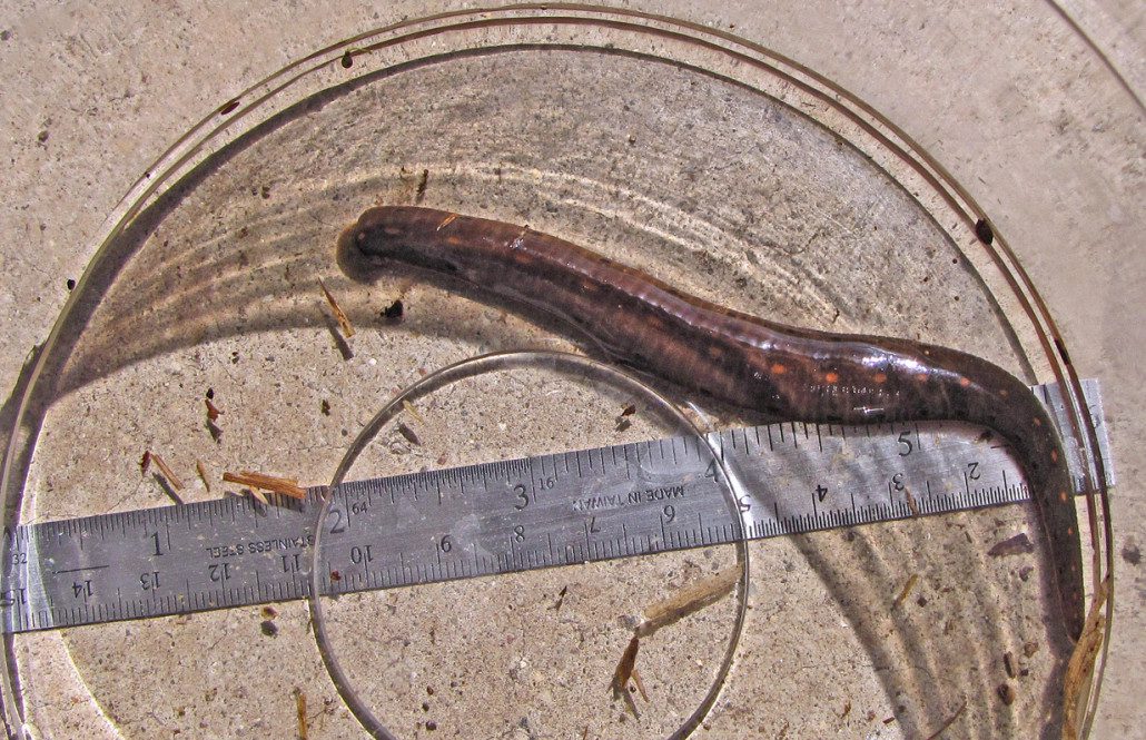 Bug o'the Week Leeches, revisited Riveredge Nature Center