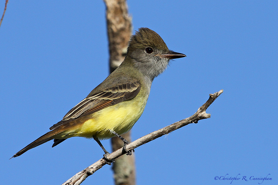 Noel J. Cutright Bird Club - Habits Of The Great-crested Flycatcher 