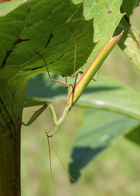 Bug o'the Week - Praying Mantis encore - Riveredge Nature Center