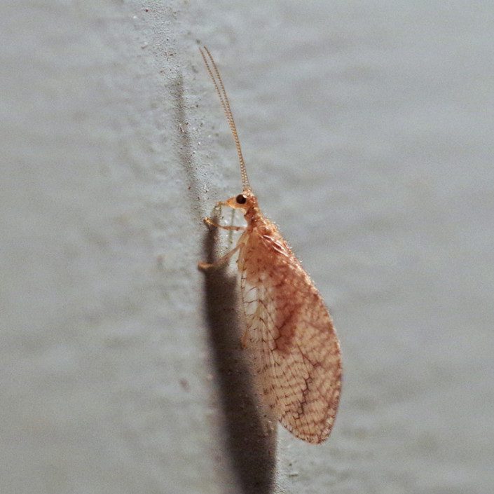 Bug o’ the Week – Brown Lacewing – Riveredge Nature Center