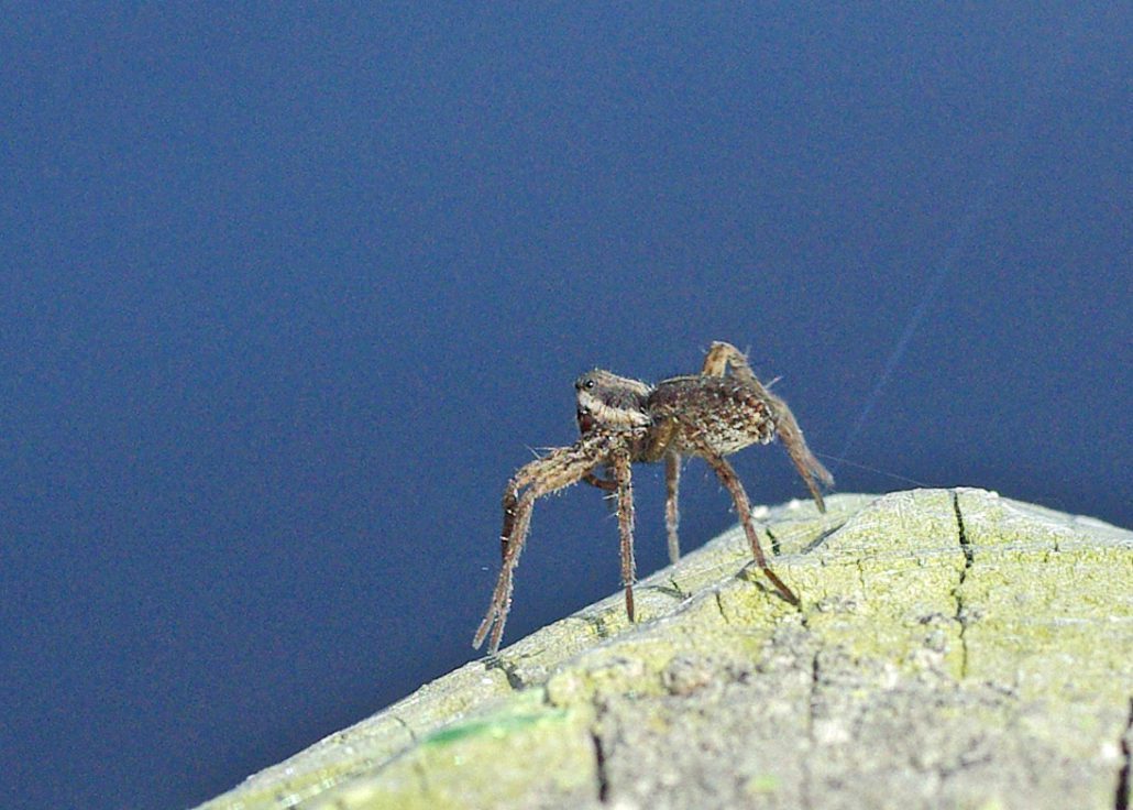 Bug O’the Week – Spider Flight Rerun – Riveredge Nature Center