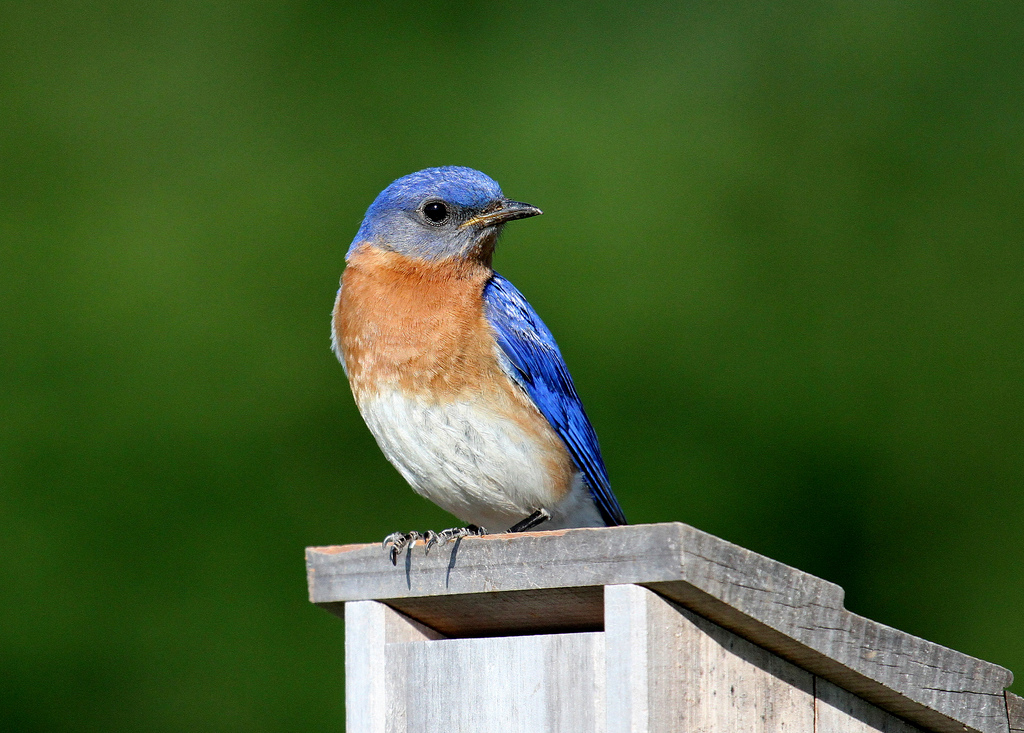 close up of a bluebird on a wooden nest box