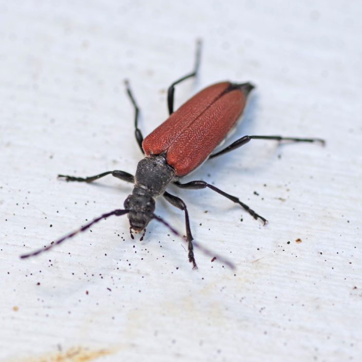 Bug O’the Week Red Shouldered Pine Borer Riveredge Nature Center