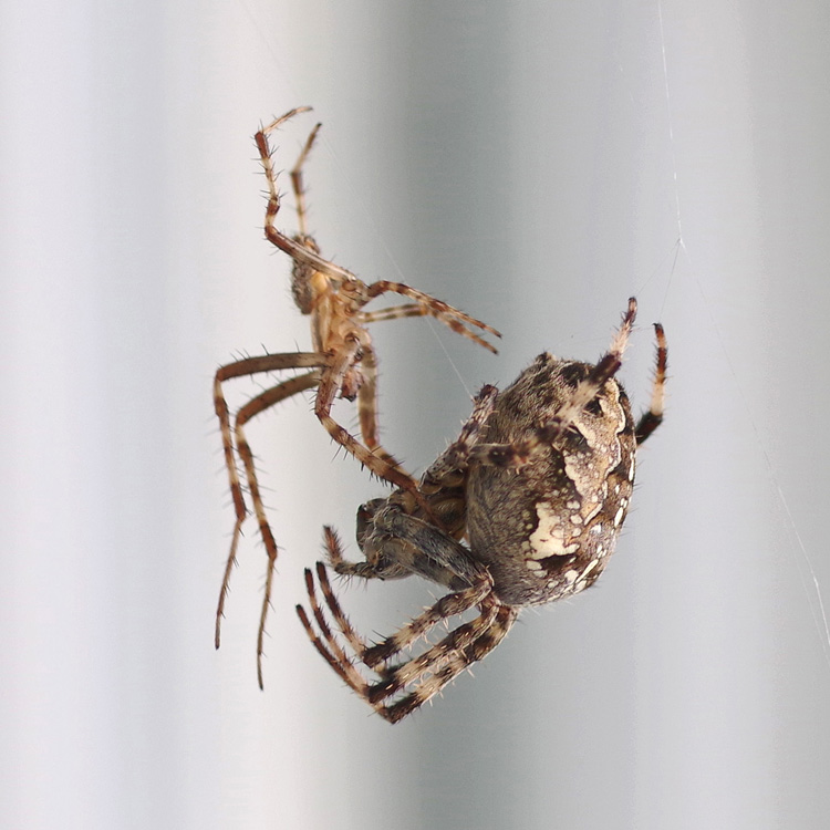 Bug o'the Week – Common House Spider – Riveredge Nature Center