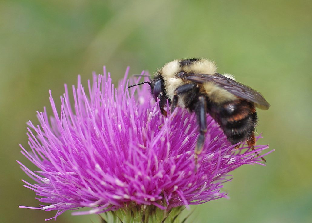 Bug o’the Week – Rusty-patched Bumble Bee – Riveredge Nature Center