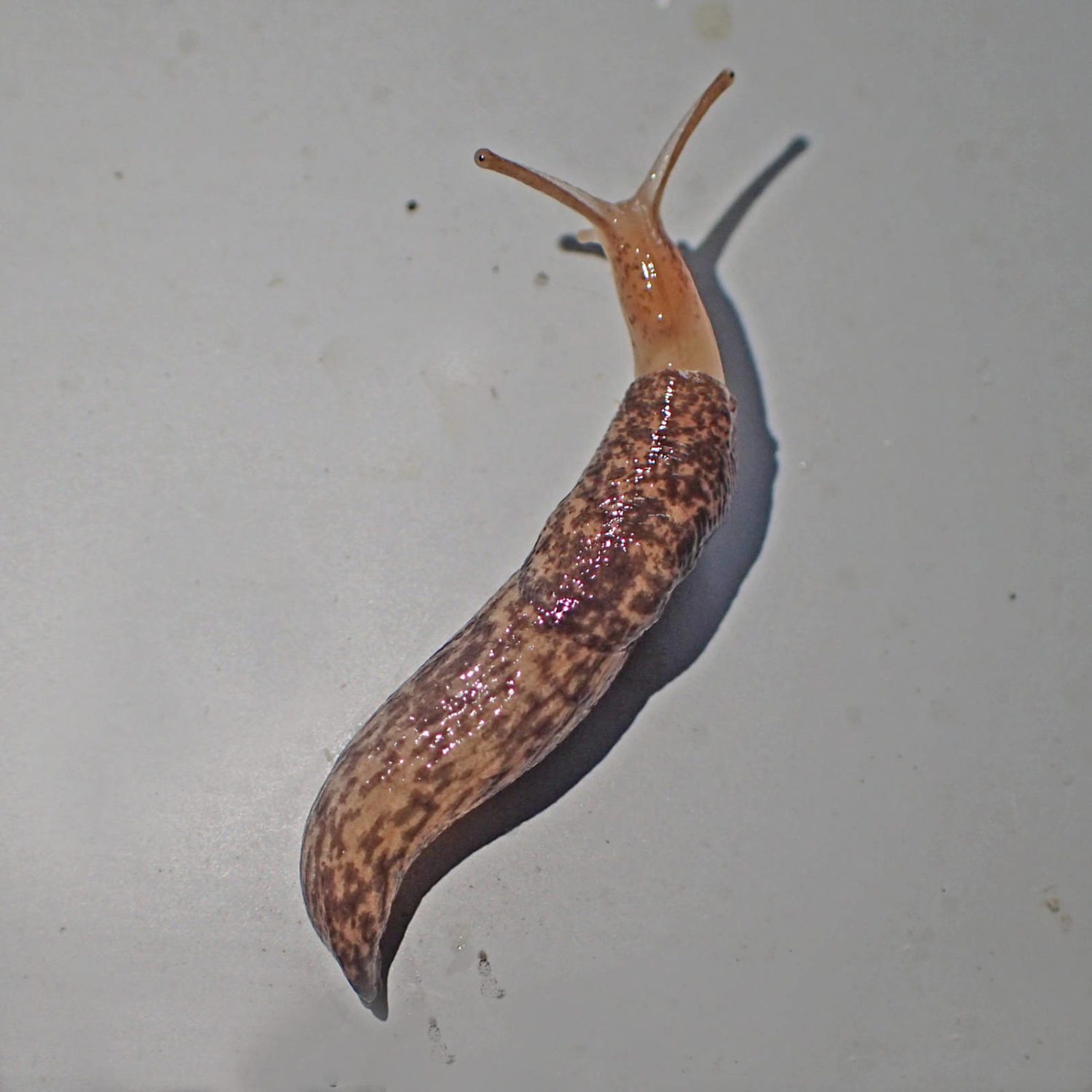 Bug o’the Week – Gray Field Slug – Riveredge Nature Center