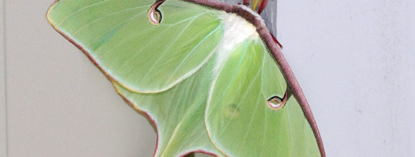 Bug O The Week Luna Moth Riveredge Nature Center