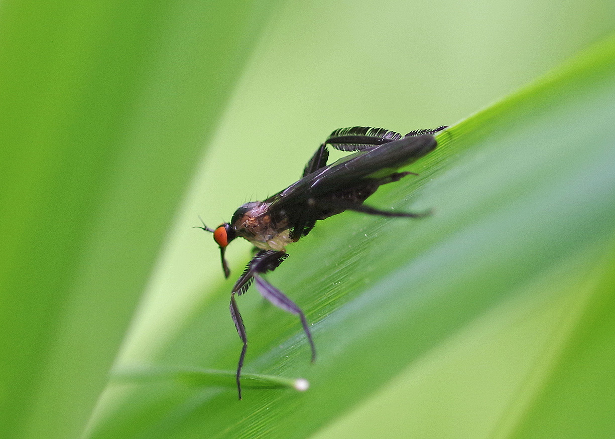 Singing Fly Insect Bug o’the Week – The Dance Fly – Riveredge Nature Center
