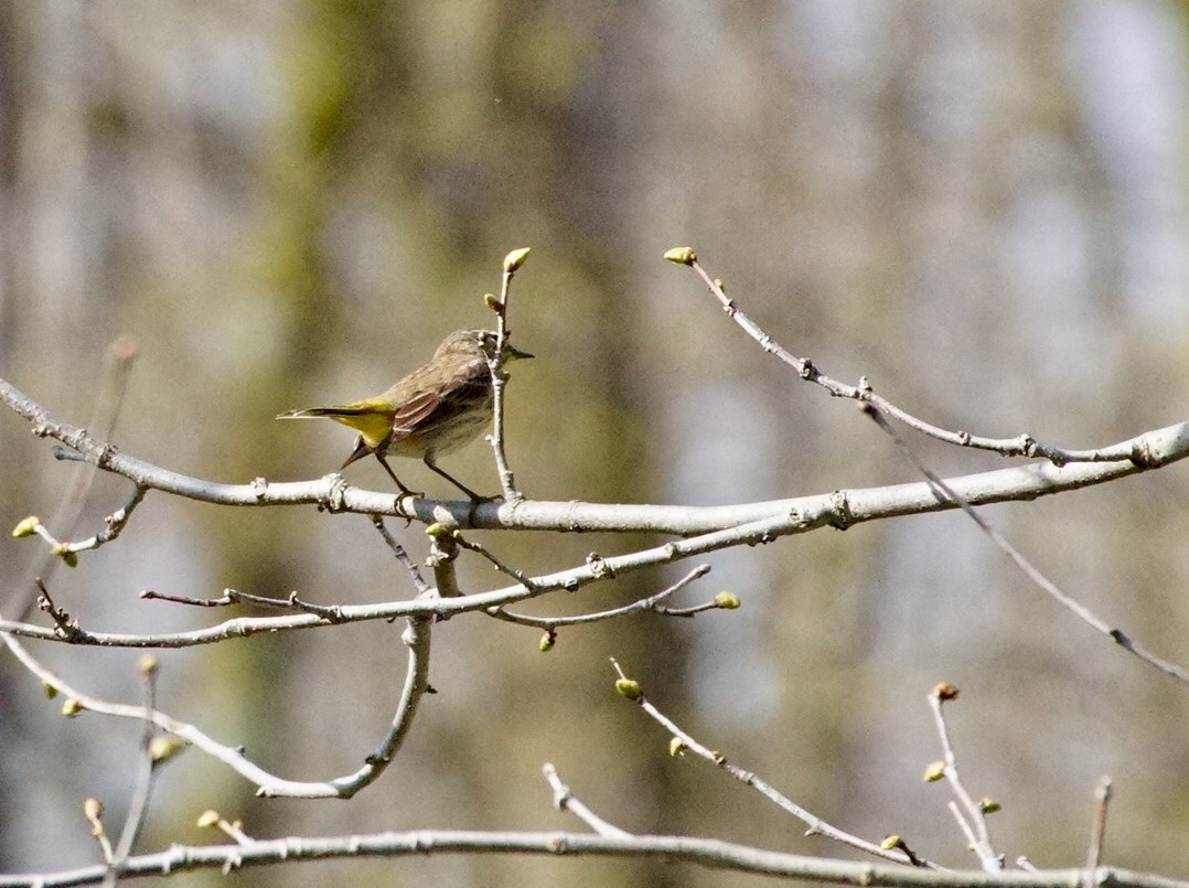 close up of a palm warbler on a bare tree branch