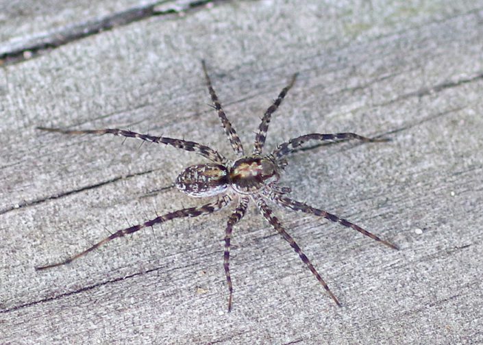 Bug o’the Week Thinlegged Wolf Spider Riveredge Nature Center