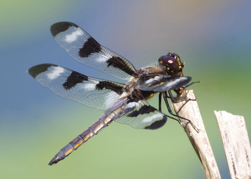 Bug o’the Week – Spectacular Summer Dragonflies – Riveredge Nature Center