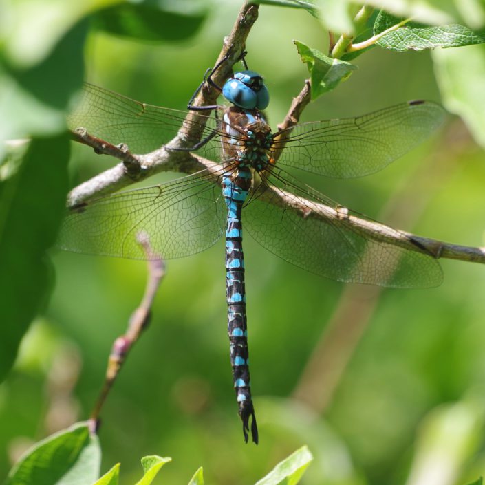 Bug o’the Week – Spatterdock Darner – Riveredge Nature Center