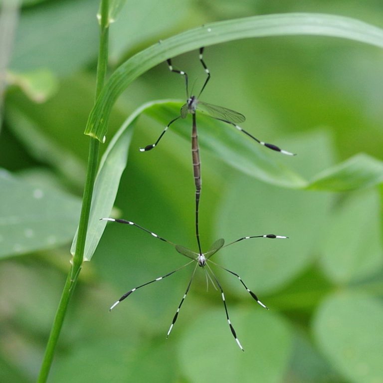 Bug o’the Week – Phantom Crane Fly rerun – Riveredge Nature Center