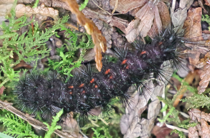 Bug o’the Week – Agreeable Tiger Moth – Riveredge Nature Center