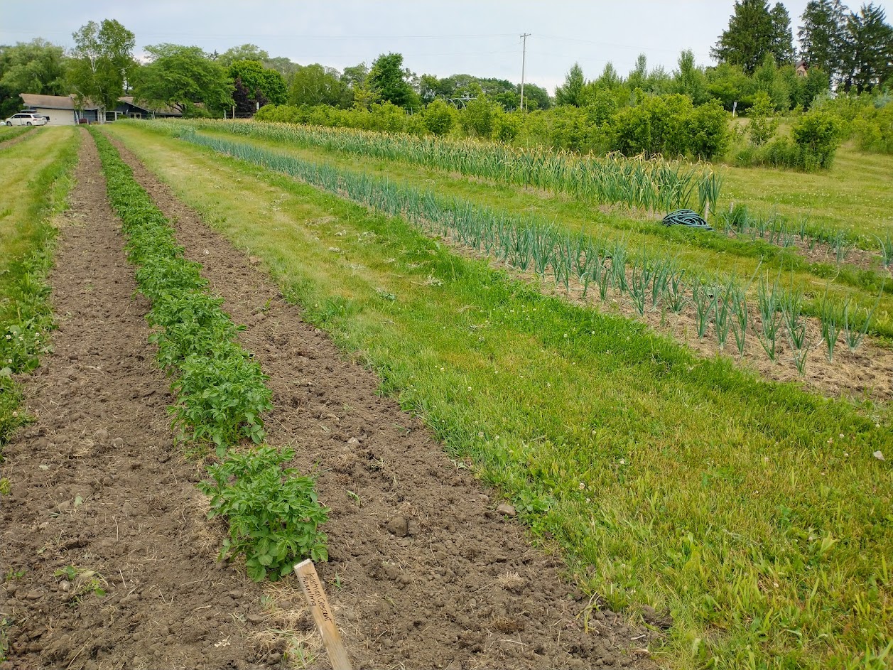 rows of crops at the Riveredge Farm