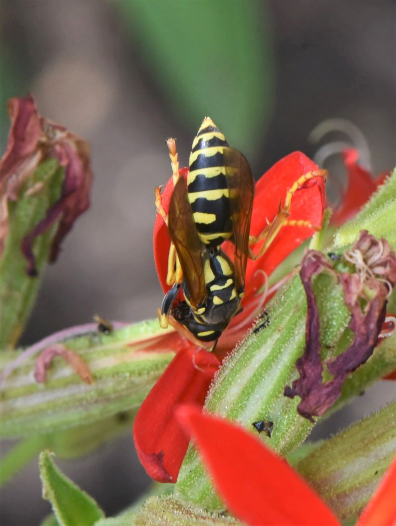 Ruly Insect Bug o’the Week – And Now for Something a Little Different XV – Royal ...