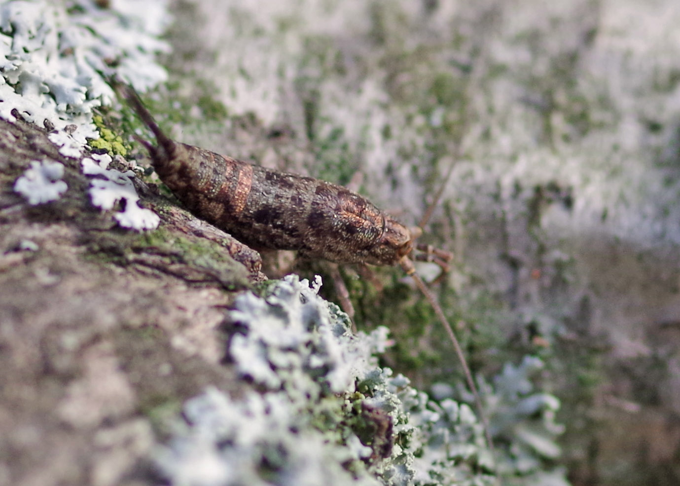Bug o’the Week – Jumping Bristletail Retread – Riveredge Nature Center
