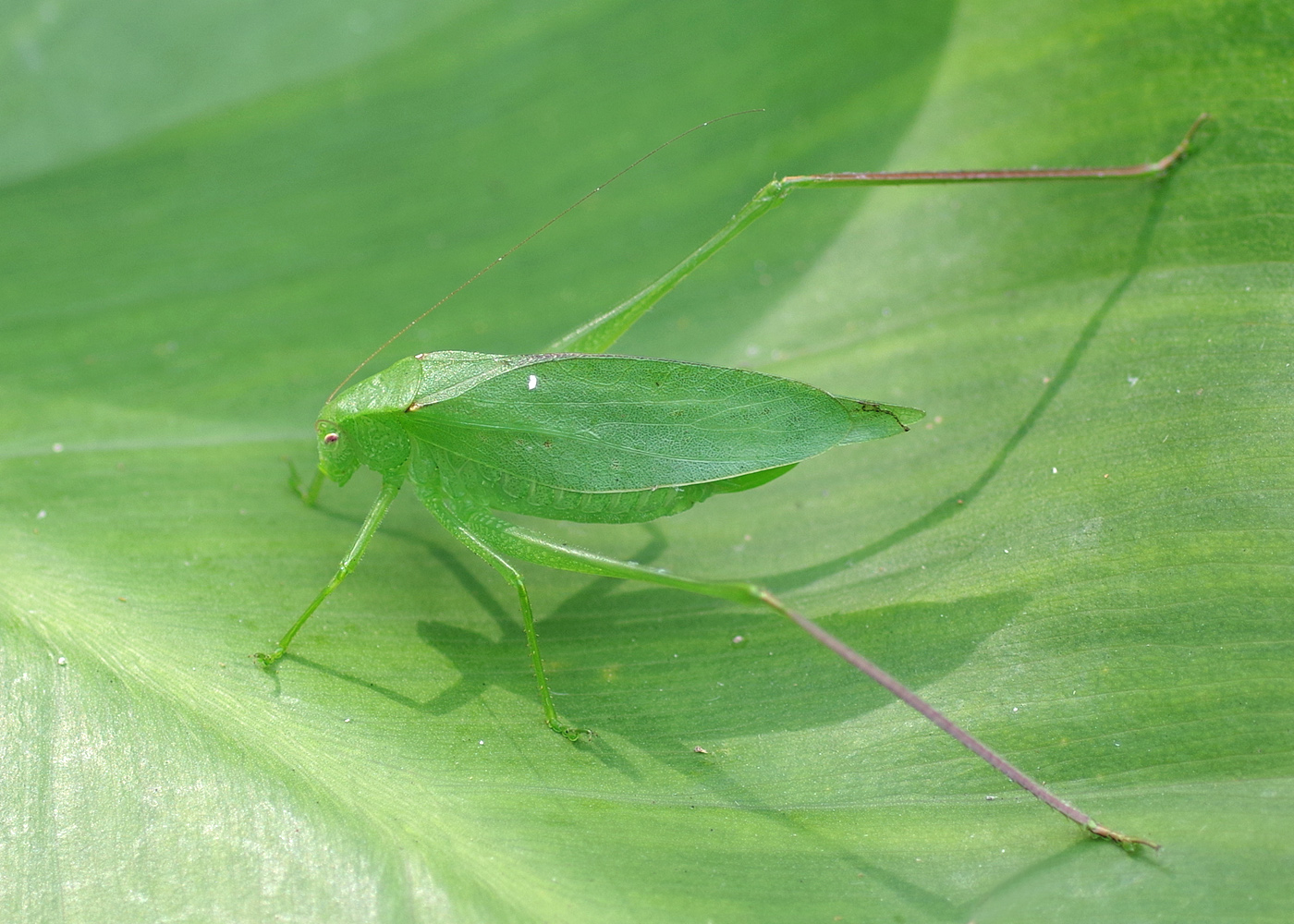 Bug o’the Week – Bugs without Bios XIX – Riveredge Nature Center