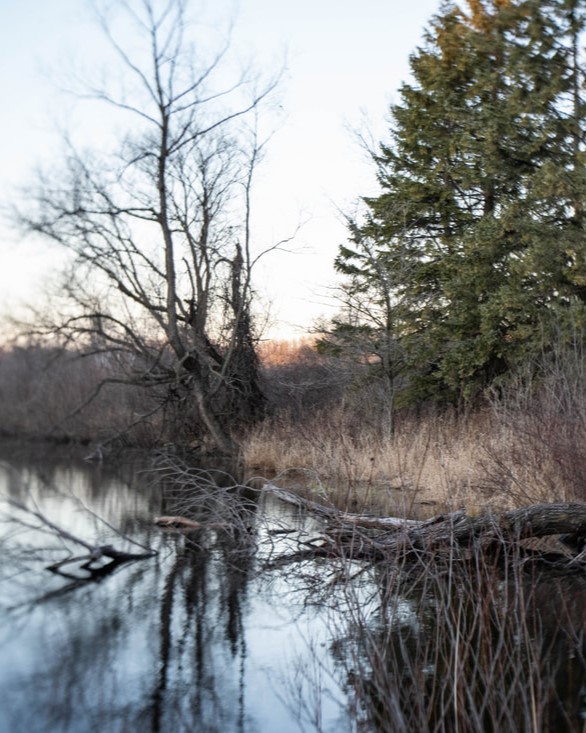 edge of a pond in fall with grass and trees along the edge