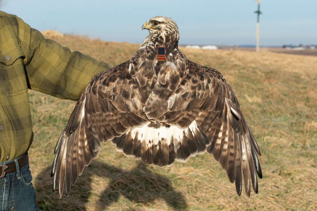 a rough legged hawk with a tracker on its back being held by Neil