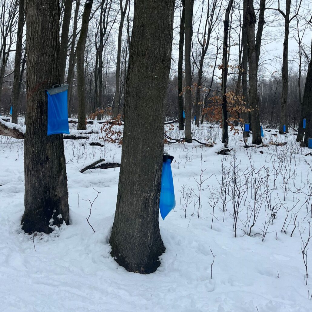 tapped maple trees with blue sap bags hanging on them