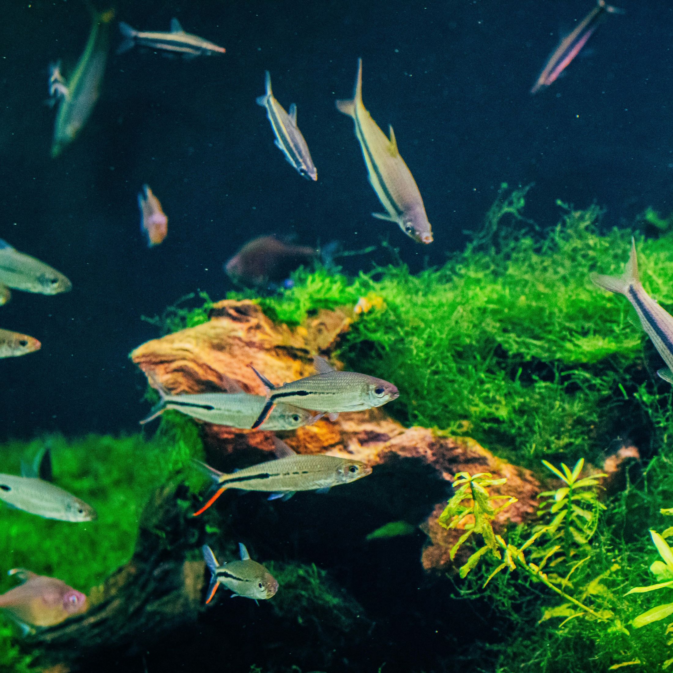 a group of small fish in an aquarium tank