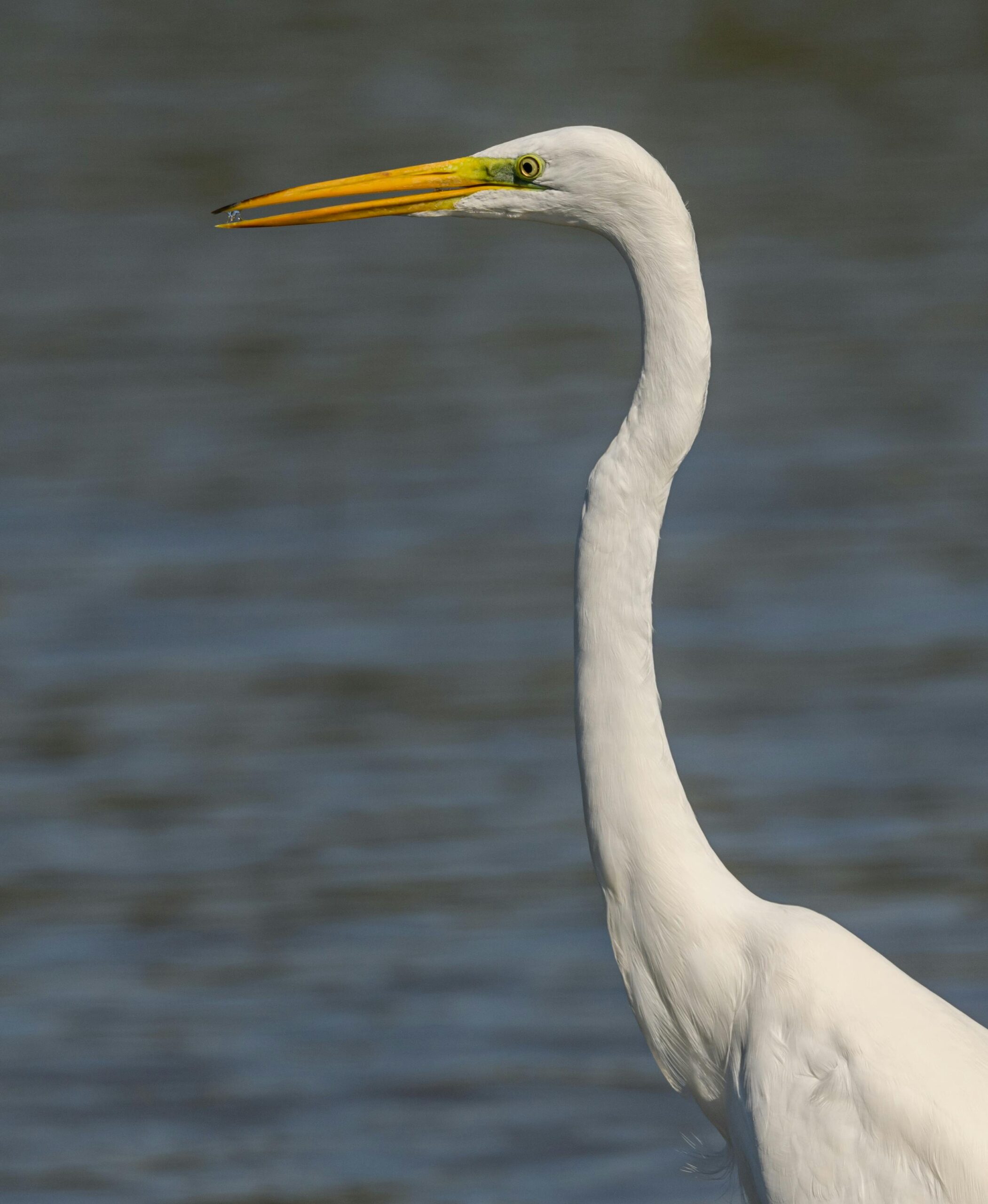 close up of the head of a great egret with deep blue water in the background