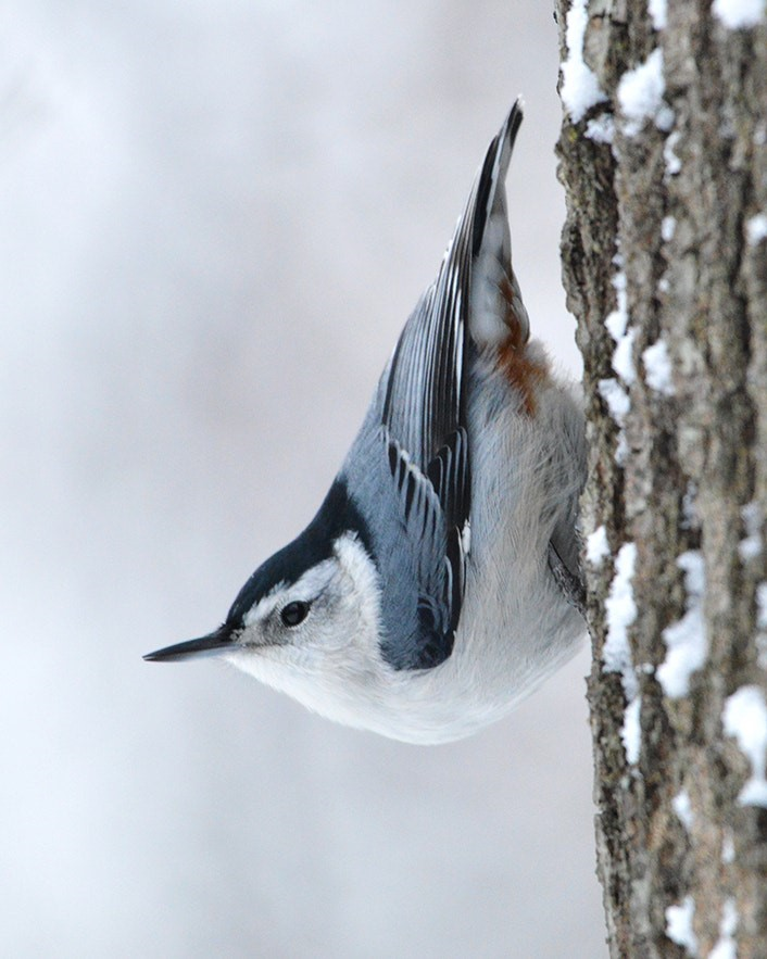 close up of a white breasted nuthatch on a snowy tree trunk