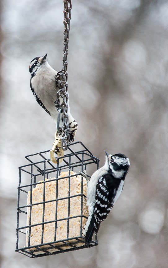 2 downy woodpeckers on a suet feeder in winter