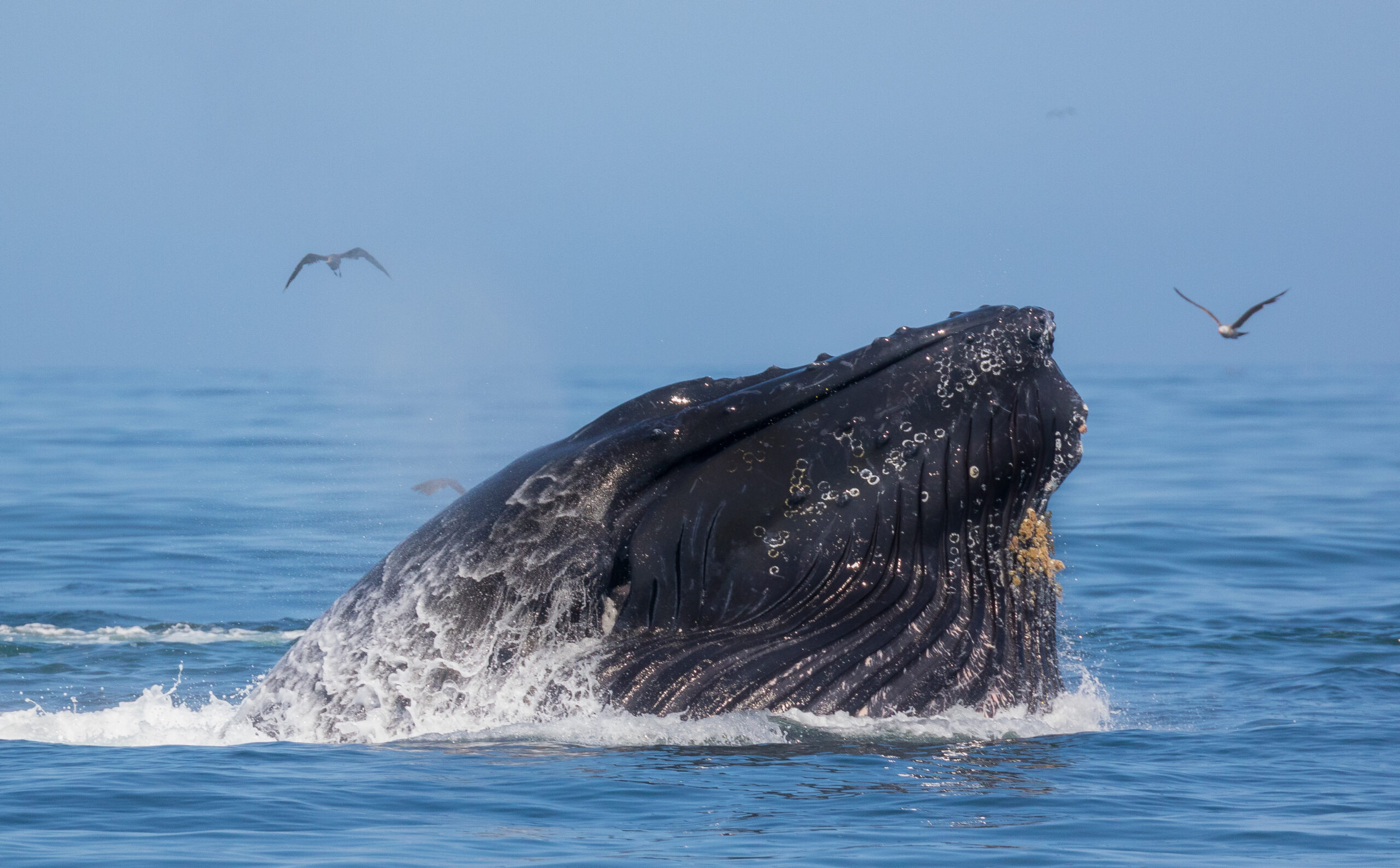 a humpback whale breaching above the water with some birds surrounding it