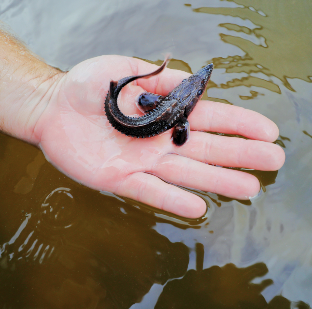 close up of a fingerling sturgeon in the palm of a hand above water