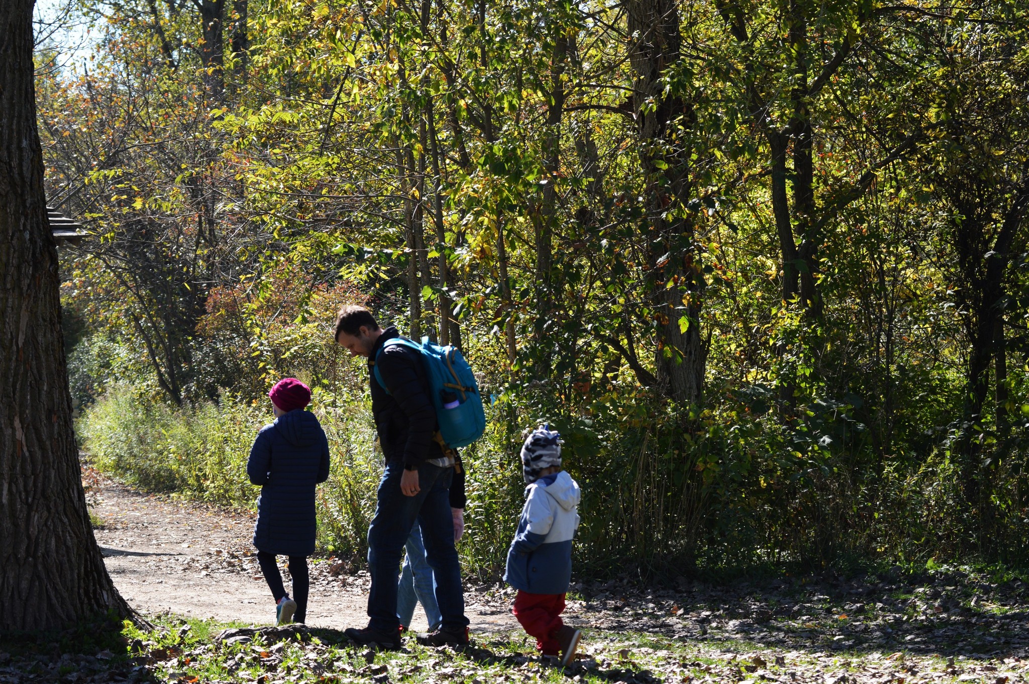 2 kids and 1 parent hiking on a autumn forest trail