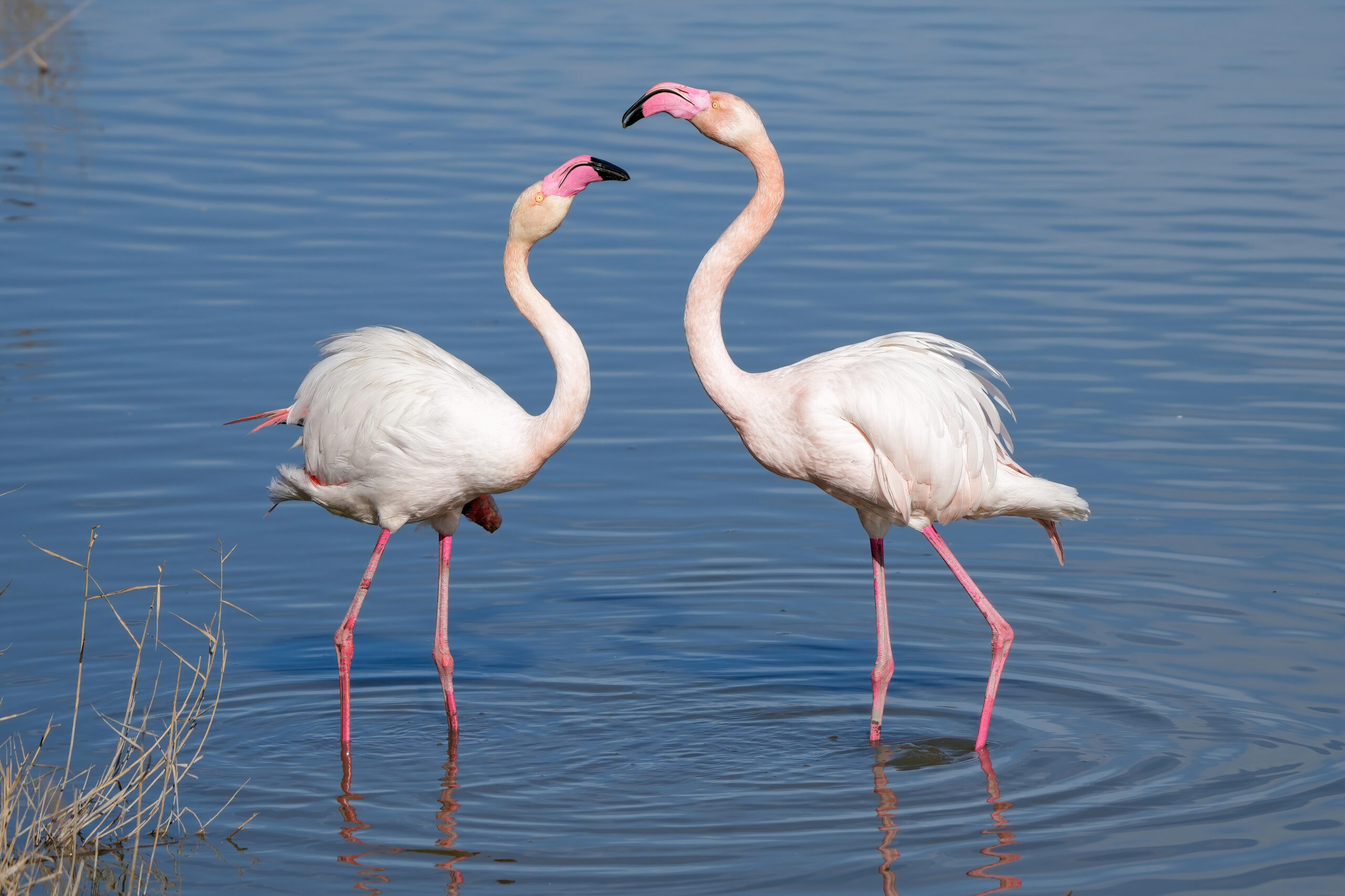 2 pink flamingos dancing with each other in a body of water