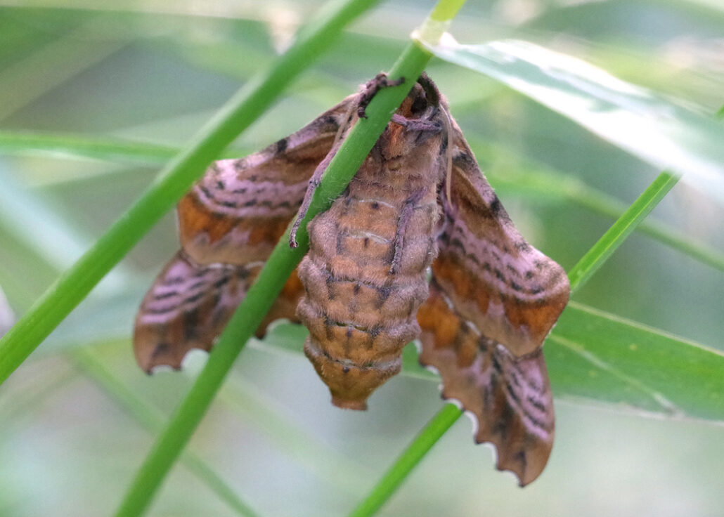 moth blinded sphinx female