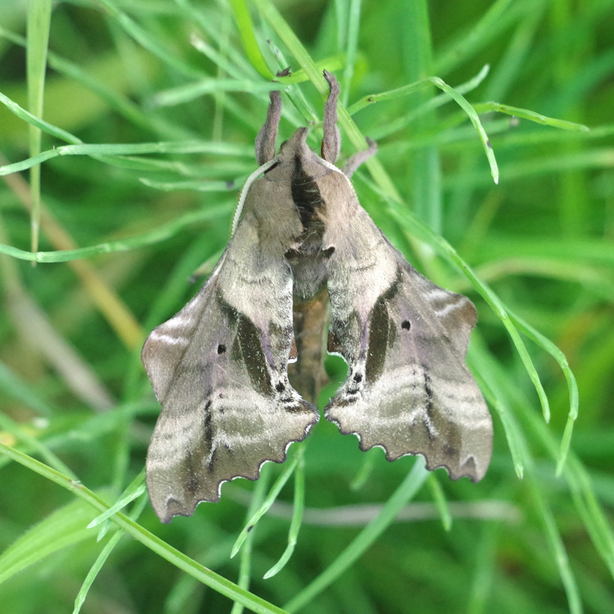 moth blinded sphinx male